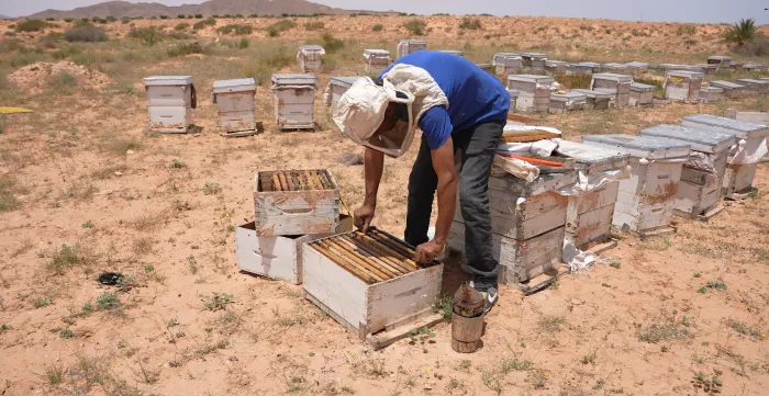 Empowering Beekeeping in Tunisia
